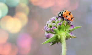 Očaravajuće makro fotografije bubamari na kiši