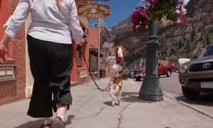 Upoznaj psa koji je naučio hodati na stražnjim nogama
