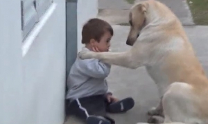 Pogledajte zbližavanje labradora i dječaka s Downovim sindromom