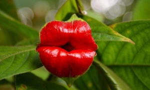 Psychotria Elata - biljka koja ima velike, sočne, crvene usne